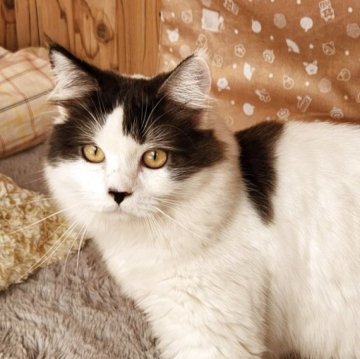 ミヌエット(長足)【奈良県・男の子・2025年3月19日・ブラック&ホワイト（フワフワちゃん）】の写真「フワフワおっとり男の子✨」