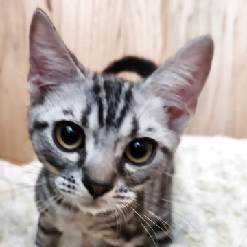 アメリカンショートヘア【奈良県・男の子・2025年5月16日・シルバータビー（サラサラちゃん）】の写真「元気な男の子✨️」