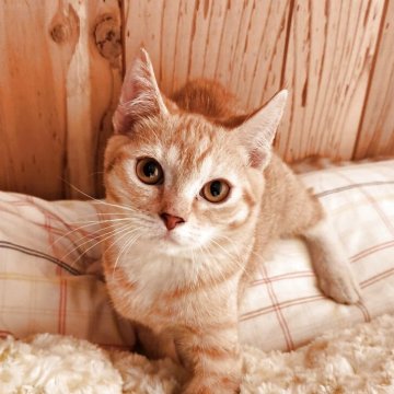 マンチカン(長足)【奈良県・女の子・2025年7月20日・レッドタビー&ホワイト（フワフワちゃん）】の写真「元気な女の子✨」