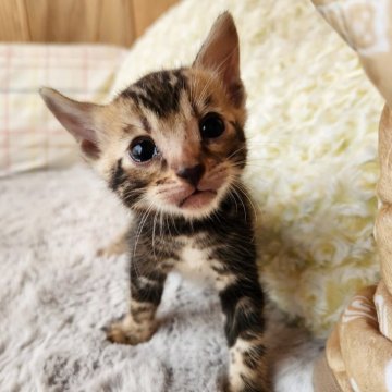 ベンガル【奈良県・男の子・2025年8月11日・ブラウンスポテッドタビー（サラサラちゃん）】の写真「元気な男の子✨」