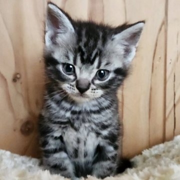 アメリカンショートヘア【奈良県・男の子・2025年5月16日・シルバータビー（サラサラちゃん）】の写真「元気な男の子✨️」