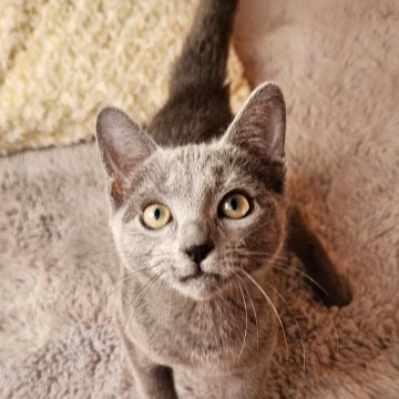 ロシアンブルー【奈良県・男の子・2025年9月10日・ブルー（サラサラちゃん）】の写真「マイペースな男の子✨️」