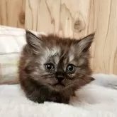 マンチカン(長足)