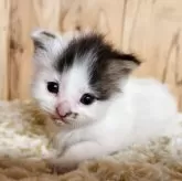 スコティッシュストレート