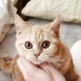 マンチカン(長足)