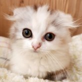 スコティッシュフォールド(折れ耳)