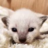 シャム(サイアミーズ)