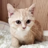 マンチカン(長足)