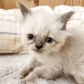 ヒマラヤン