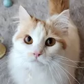 ミヌエット(長足)