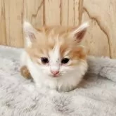 マンチカン(短足)