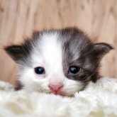 マンチカン(長足)