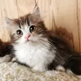 ミヌエット(短足)