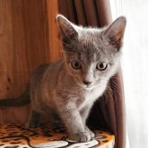 ロシアンブルー