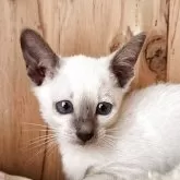 シャム(サイアミーズ)