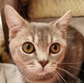 ブリティッシュショートヘア