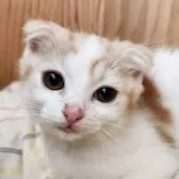 スコティッシュフォールド(折れ耳)