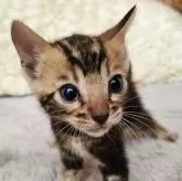 ベンガル