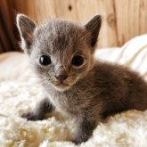 ロシアンブルー