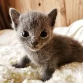 ロシアンブルー