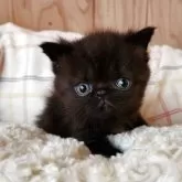 エキゾチックショートヘア