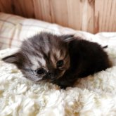 マンチカン(長足)