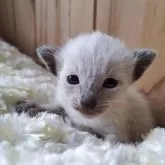 シャム(サイアミーズ)