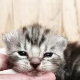 アメリカンショートヘア