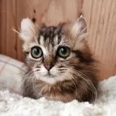 キンカロー【奈良県・女の子・2025年8月19日・ブラウンタビー&ホワイト】の写真1