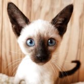 シャム(サイアミーズ)