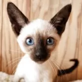 シャム(サイアミーズ)