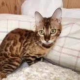 ベンガル