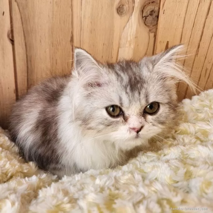 ベレーを被ったお座り猫（シルバータビー） child_img_1_bca0e05278c5.jpg