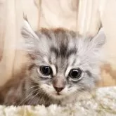 キンカロー【奈良県・女の子・2025年8月9日・シルバータビー】の写真2