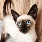 シャム(サイアミーズ)【奈良県・女の子・2025年9月15日・シールポイント】の写真2