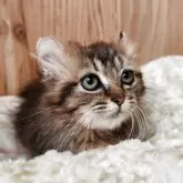 キンカロー【奈良県・女の子・2025年8月19日・ブラウンタビー&ホワイト】の写真2