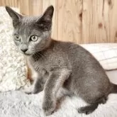 ロシアンブルー【奈良県・男の子・2025年8月22日・ブルー】の写真2