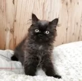 エキゾチックショートヘア【奈良県・男の子・2025年8月6日・ブラックスモーク】の写真2