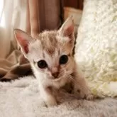 シンガプーラ【奈良県・女の子・2025年9月26日・セピアアグーティ】の写真2