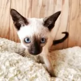 シャム(サイアミーズ)【奈良県・女の子・2025年9月15日・シールポイント】の写真2