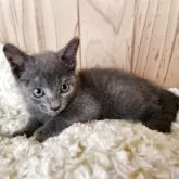 ロシアンブルー【奈良県・男の子・2025年8月22日・ブルー】の写真2