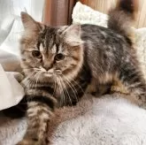 ペルシャ【奈良県・女の子・2024年6月7日・ブラウンタビー】の写真2