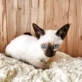 シャム(サイアミーズ)【奈良県・女の子・2025年9月15日・シールポイント】の写真3