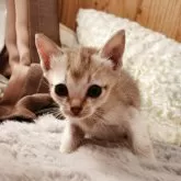 シンガプーラ【奈良県・女の子・2025年9月26日・セピアアグーティ】の写真3