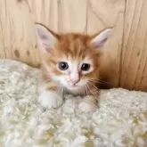 メインクーン【奈良県・男の子・2025年6月8日・レッドタビー&ホワイト】の写真3