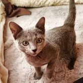 ロシアンブルー【奈良県・男の子・2025年9月10日・ブルー】の写真3