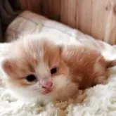 マンチカン(短足)【奈良県・男の子・2025年10月28日・レッド&ホワイト】の写真3