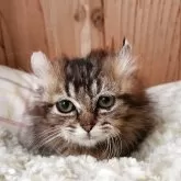 キンカロー【奈良県・女の子・2025年8月19日・ブラウンタビー&ホワイト】の写真3