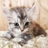 キンカロー【奈良県・女の子・2025年8月9日・シルバータビー】の写真3