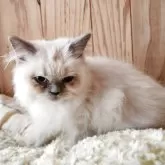 ヒマラヤン【奈良県・男の子・2025年7月28日・ブルーポイント】の写真3